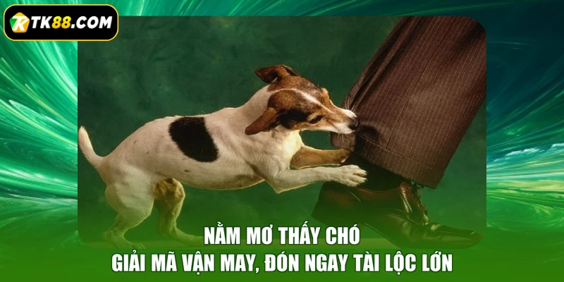 Nằm Mơ Thấy Chó - Giải Mã Vận May, Đón Ngay Tài Lộc Lớn